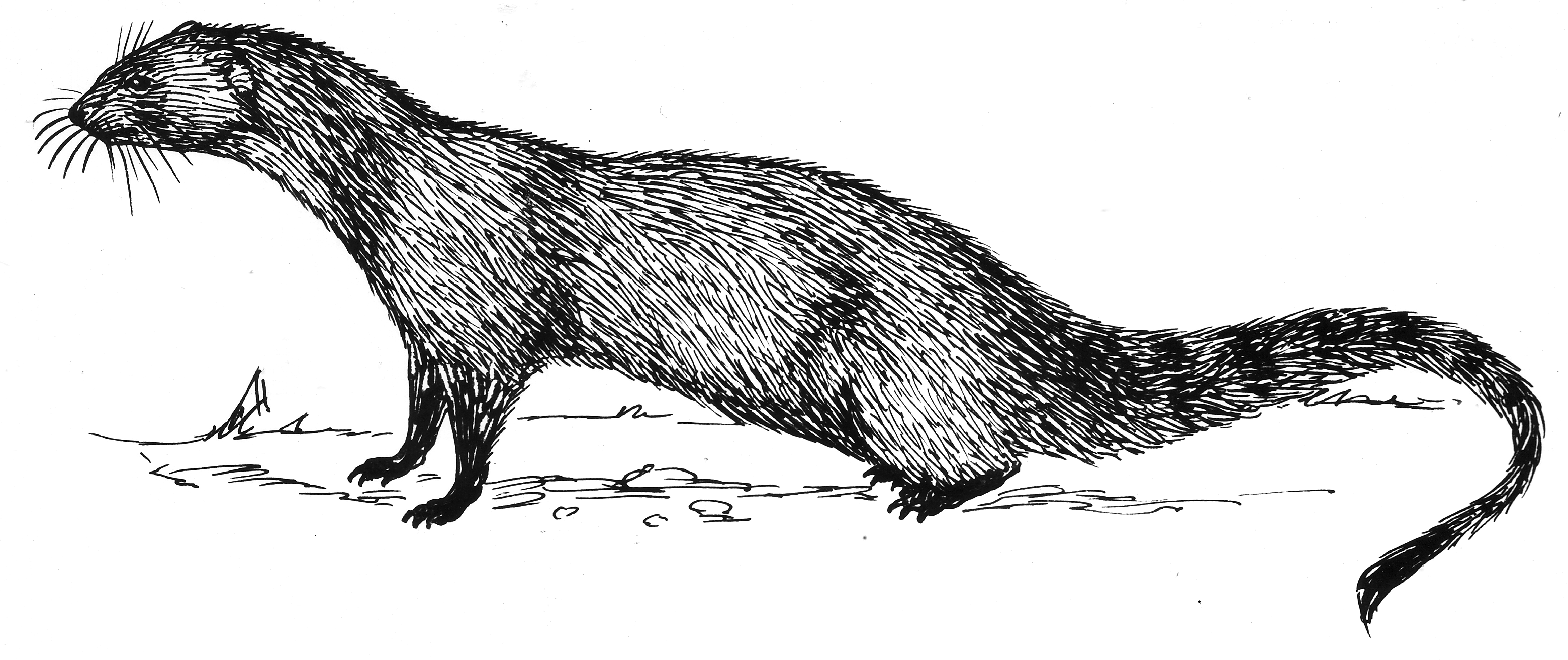 Mongoose_(PSF).png