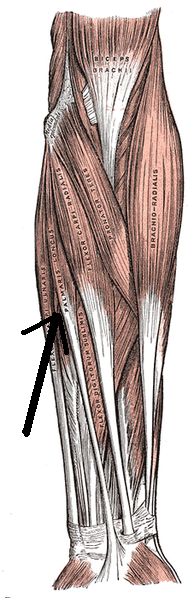 File:Musculuspalmarislongus.png