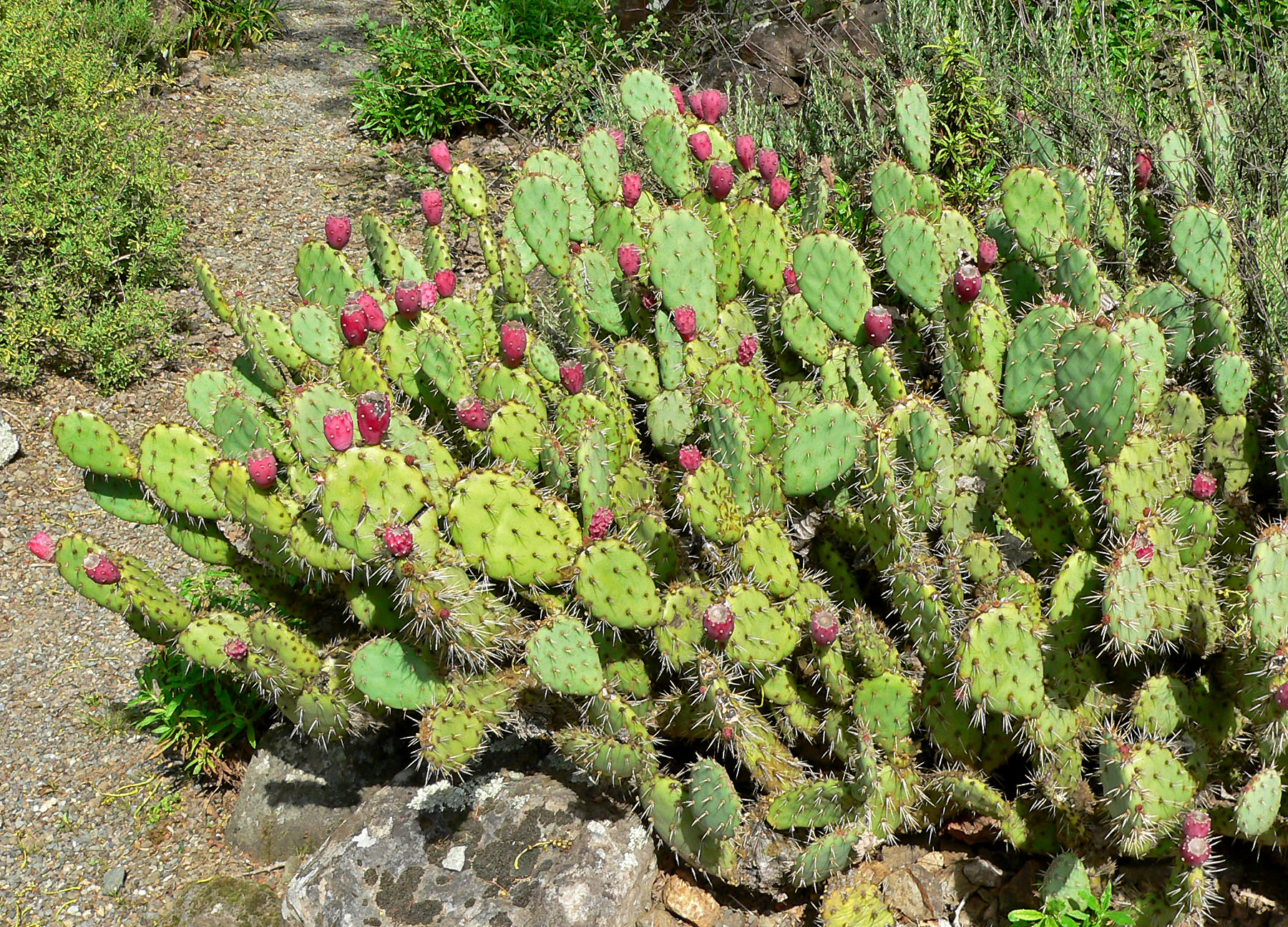 Image of Opuntia plant