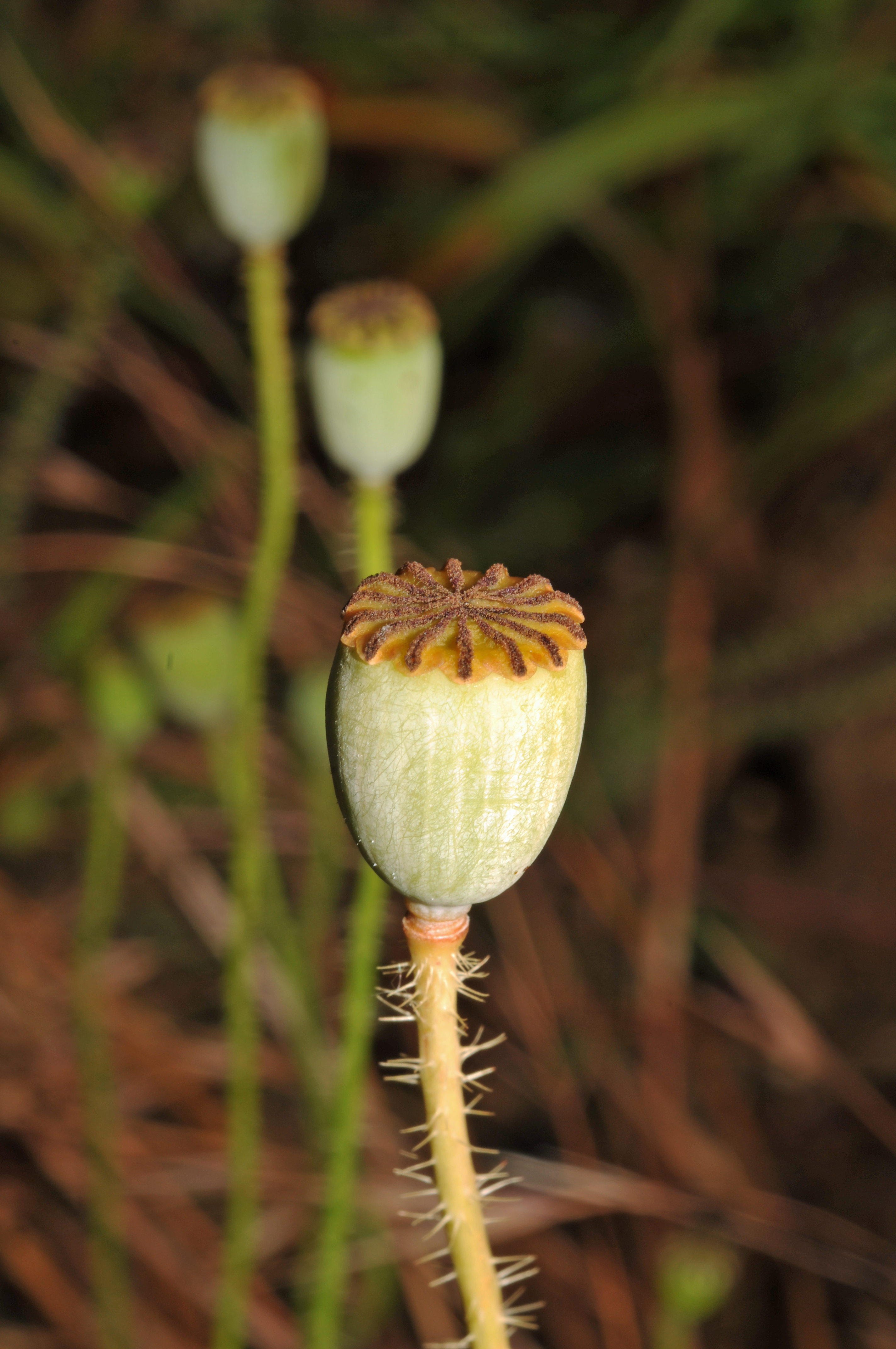 Коробочка растение. Papaver rhoeas Fruit. Плод коробочка звездчатки. Хвощ плод коробочка. Коробочка мака это плод.