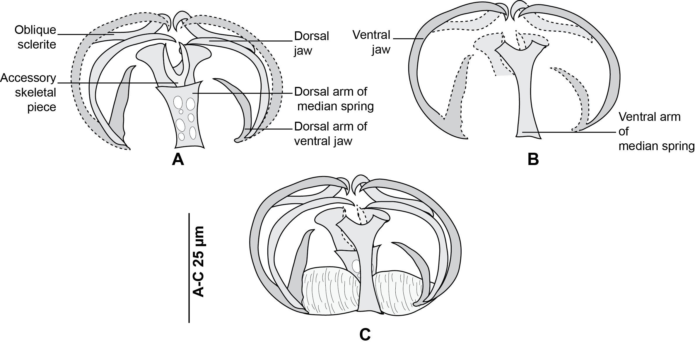 Jaw Clamps Wiki