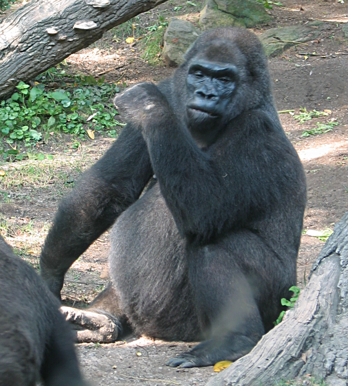 Pattycake (gorilla) picture