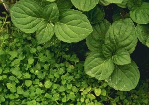 File:Peppermint and Corsican mint plant shorter.jpg