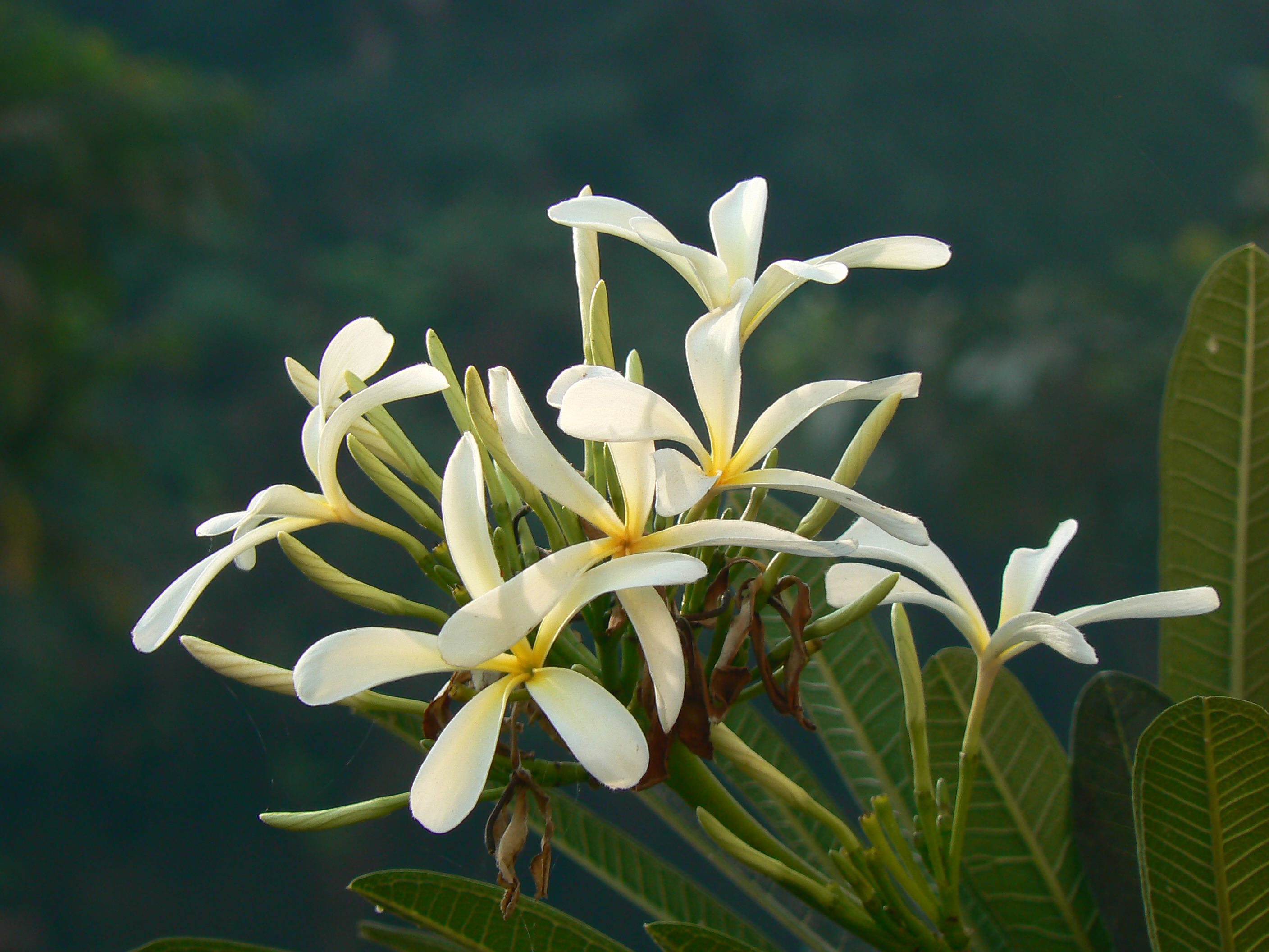 File:Flowers of Plumeria rubra in West Bengal, India.jpg - Wikipedia