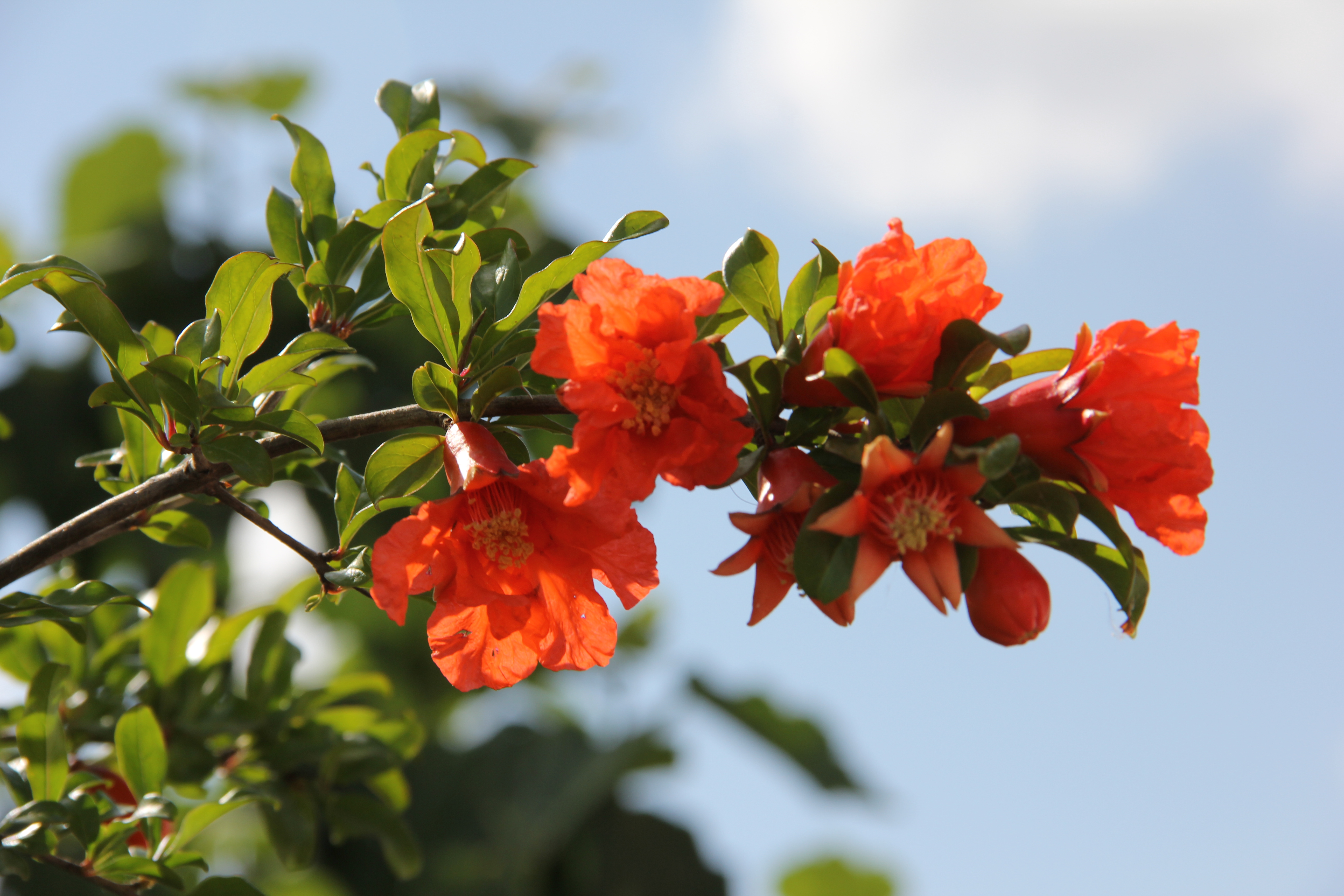 File:Pomegranate flowers(23).JPG - Wikimedia Commons