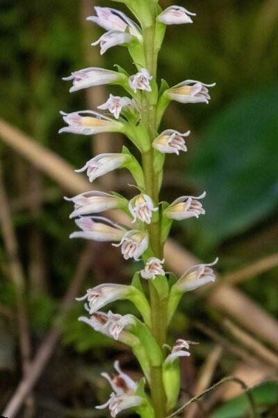 File:Quechua glabrescens (cropped).jpg