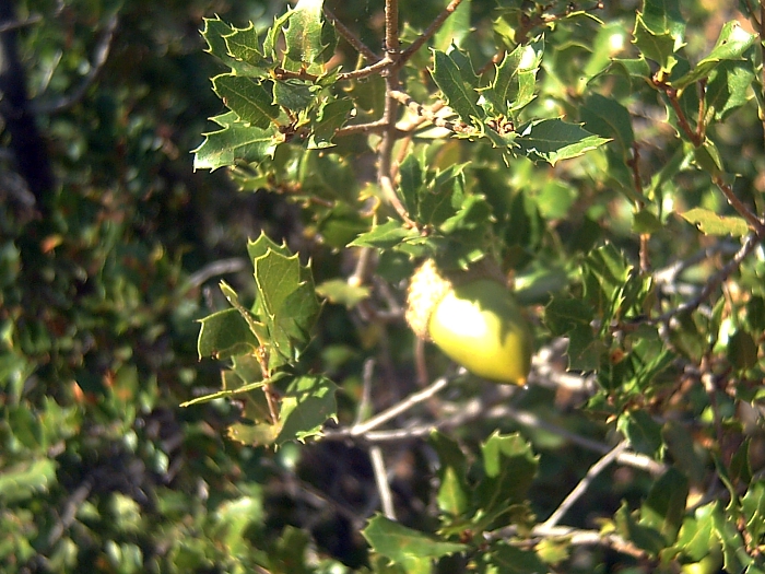 File:Quercus coccifera2p.jpg