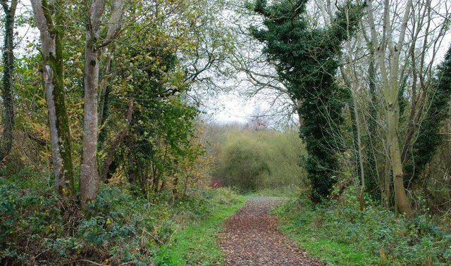 File:Rea's Wood, Antrim (2) - geograph.org.uk - 611743.jpg