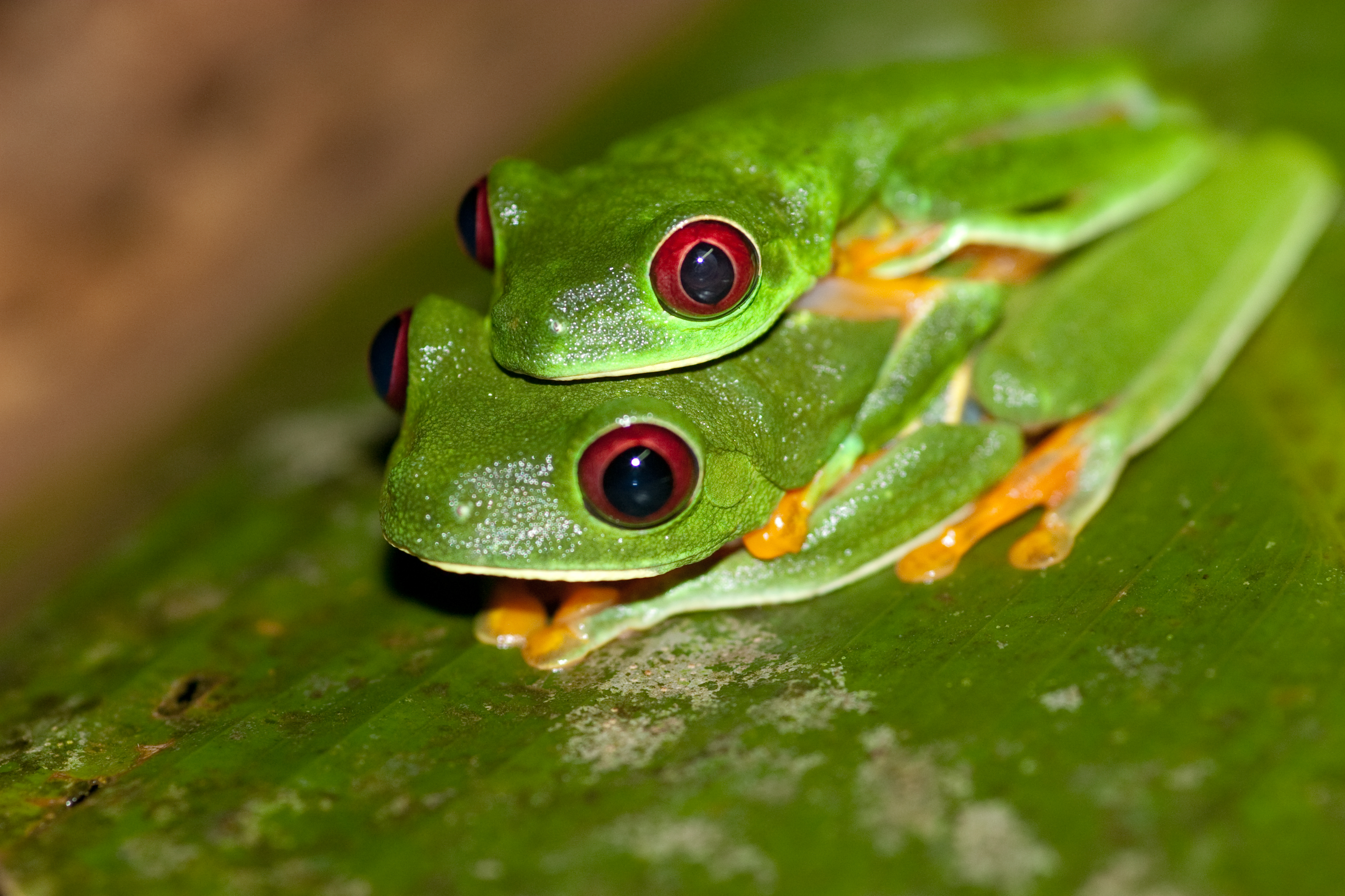 Fichier:Red-eyed Tree Frog (Agalychnis callidryas) 2.jpg — Wikipédia