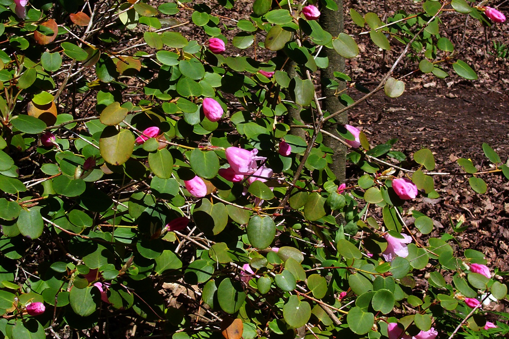 Rhododendron williamsianum - Wikipedia