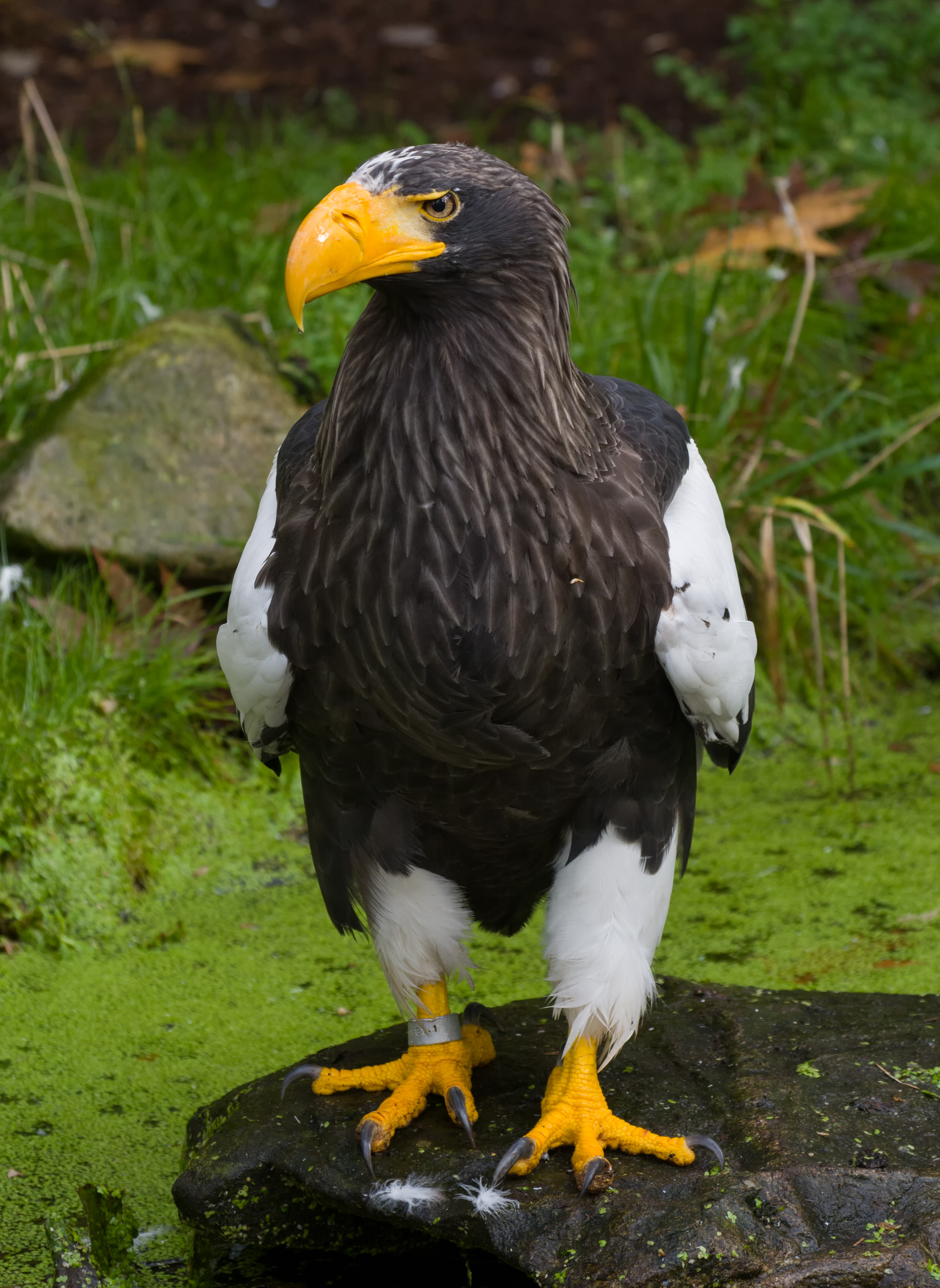 Haliaeetus pelagicus - Wikipedia, la enciclopedia libre