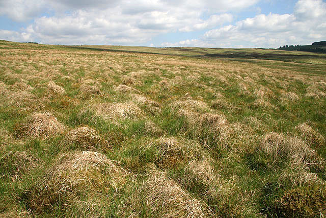 File:Rough grazing at The Leas - geograph.org.uk - 826050.jpg