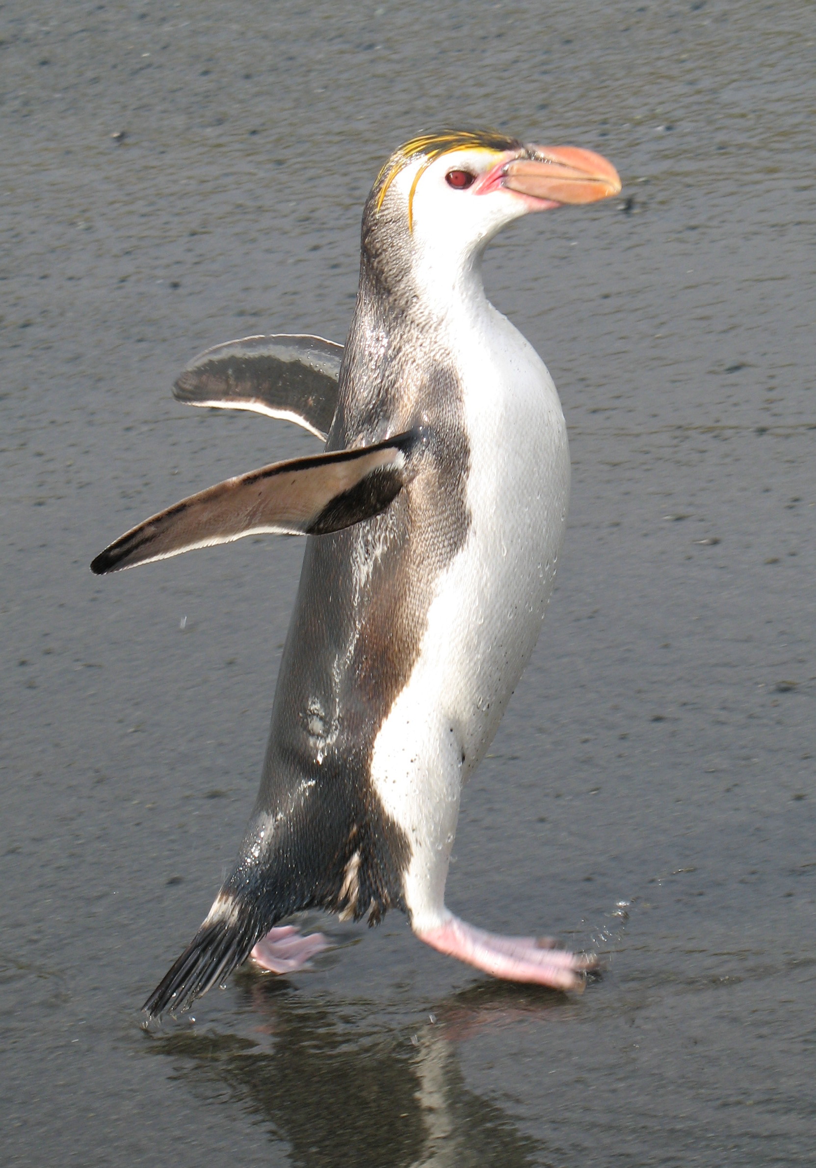 ロイヤルペンギン Wikipedia