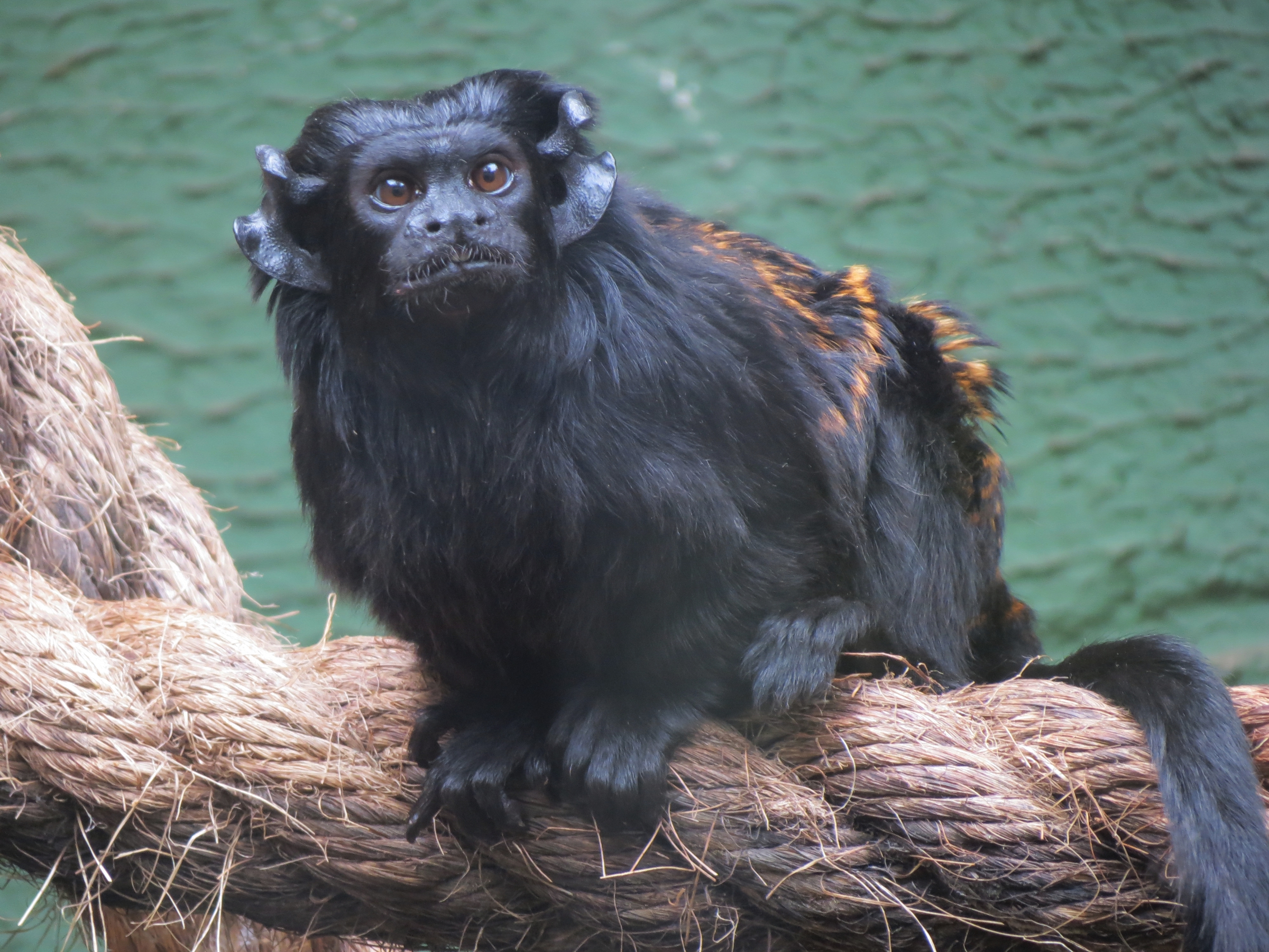 Black tamarin - Wikipedia