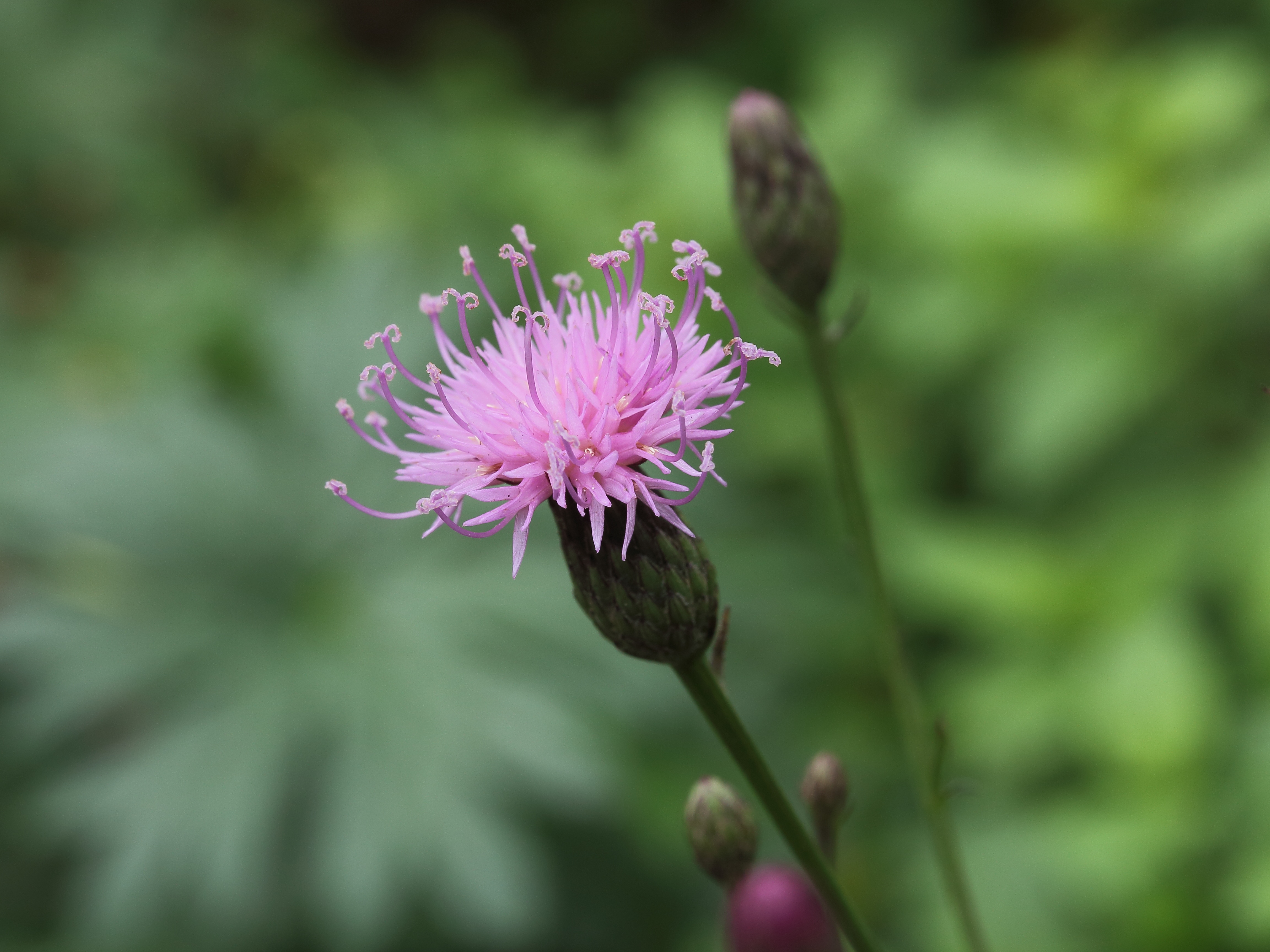 Serratula cupuliformis,.