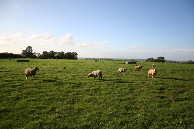 File:Sheep grazing on Willoughton Cliff - geograph.org.uk - 263291.jpg