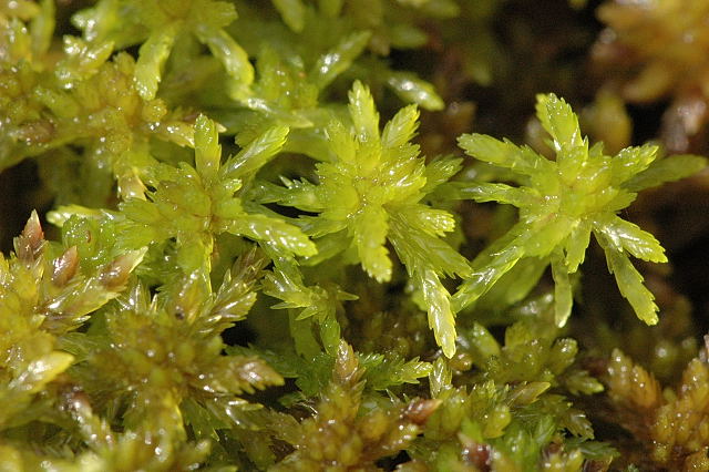 Long Strands of Moss Hanging from the Tree Stock Image - Image of