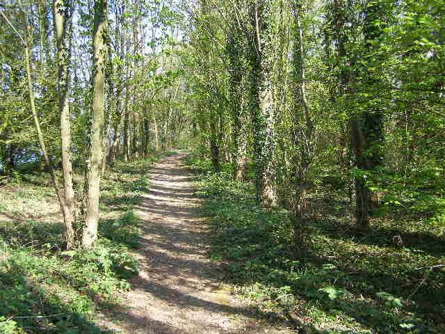 Stretch of shady footpath - round Culverthorpe Lake - geograph.org.uk - 405712