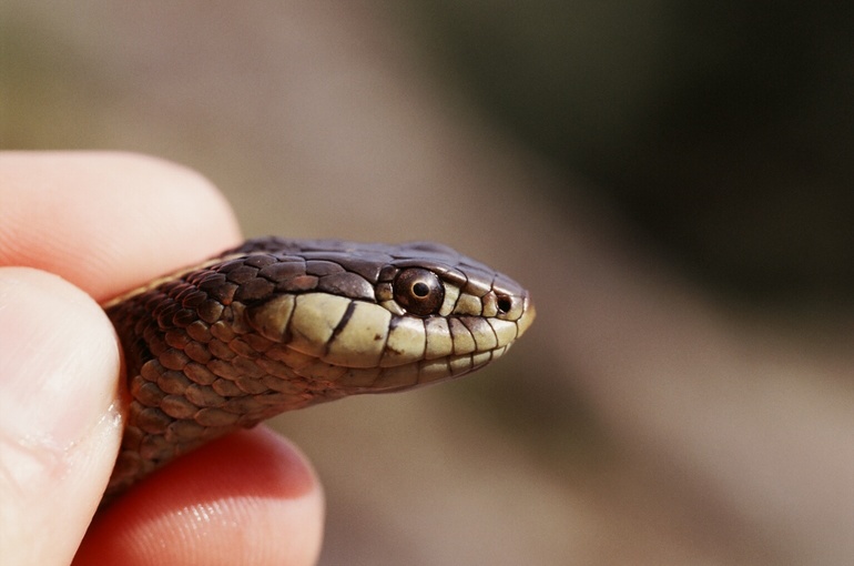 File:Thamnophis elegans terrestris01.jpg