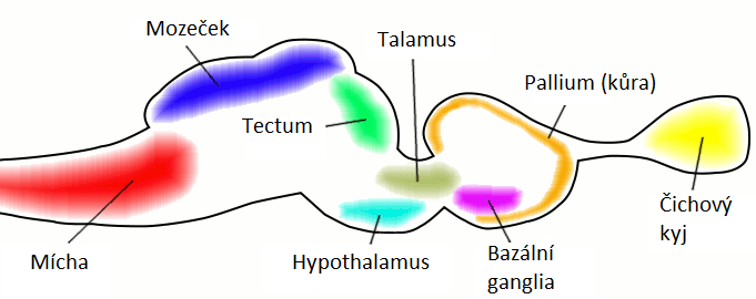 File:Vertebrate-brain-cartoon cs.png