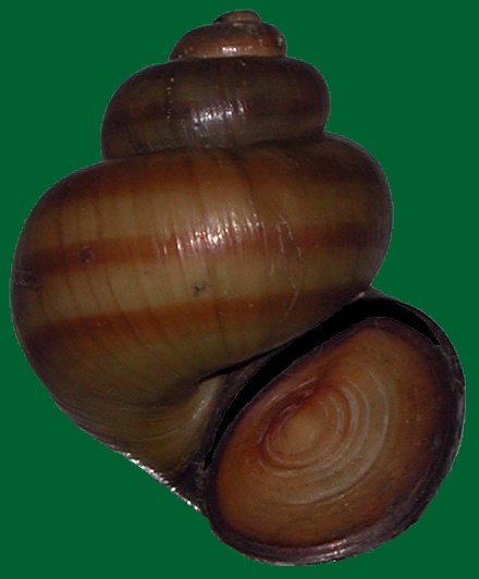 File:Viviparus contectus met operculum1.jpg