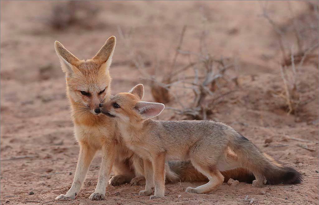 Fennec fox - Wikipedia