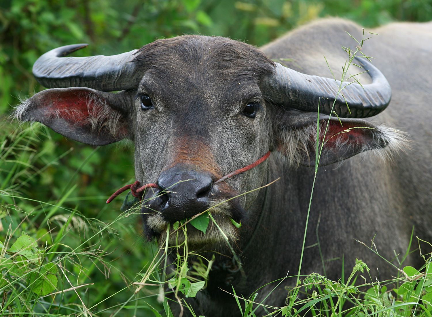 Water Buffalo, Phayao Lake.jpg