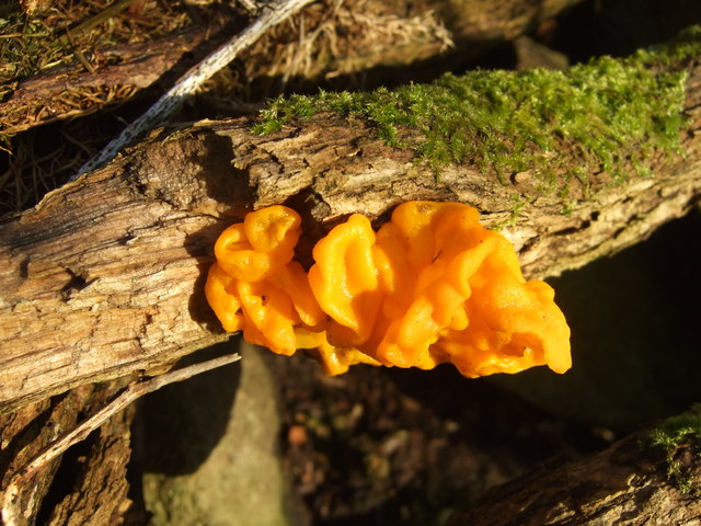 Tremella mesenterica, Yellow Brain fungus