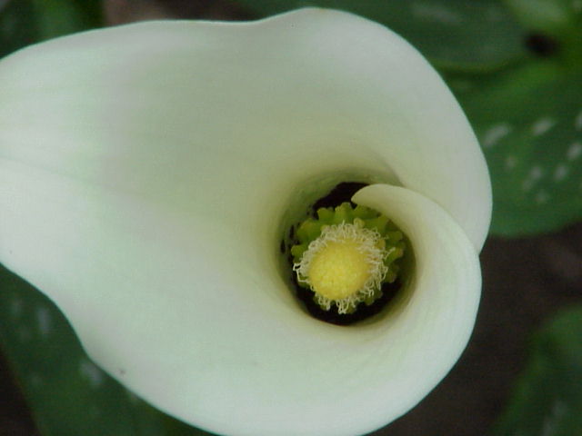 File:Zantedeschia albomaculata1.jpg