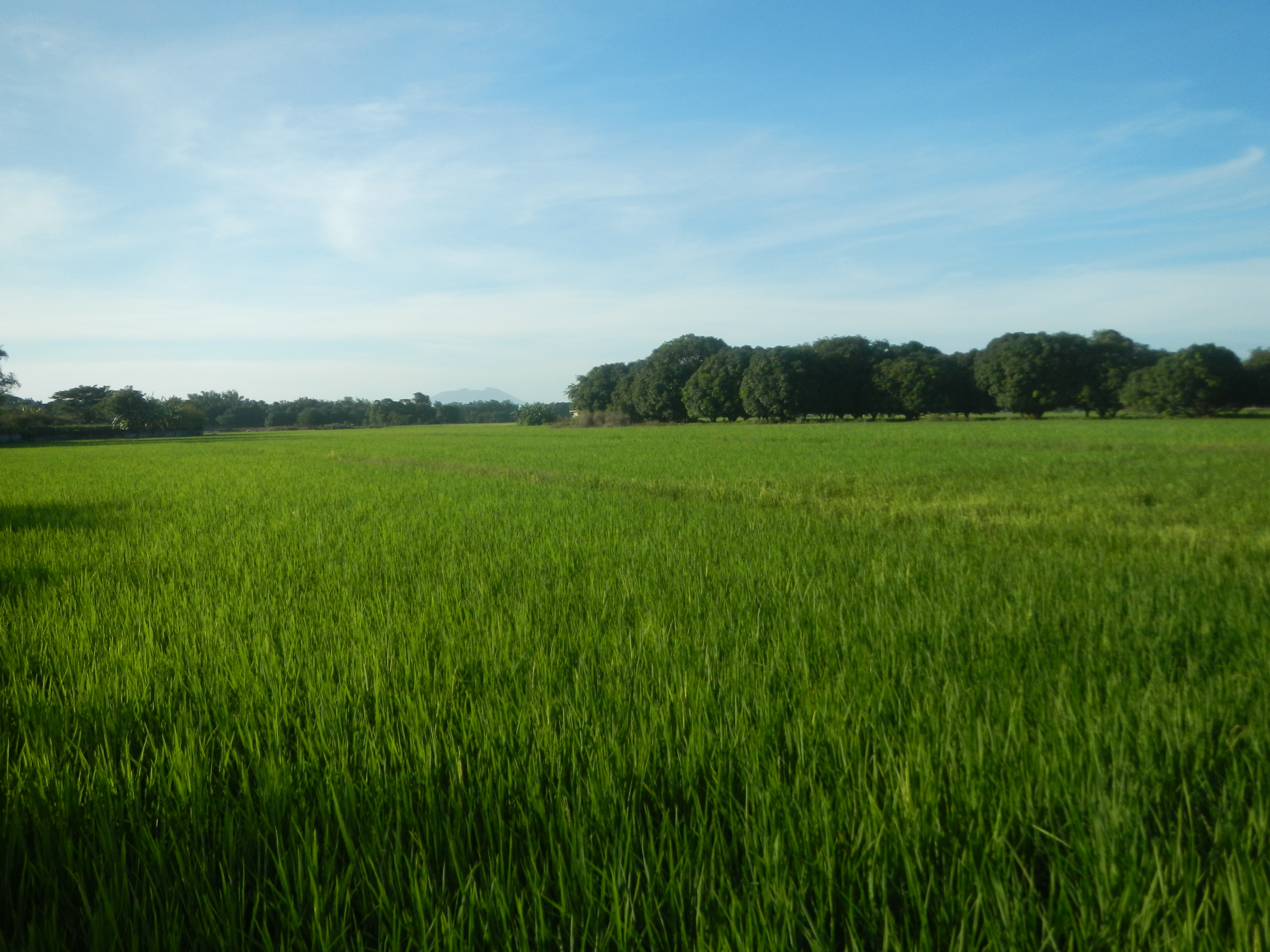 Vegetable field. Field 30