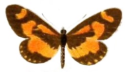 <i>Acraea sotikensis</i> Species of butterfly