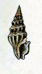 <i>Agladrillia nitens</i> Species of gastropod