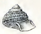 <i>Ancistrobasis reticulata</i> Species of gastropod