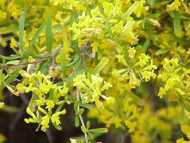 Anthyllis hermanniae1