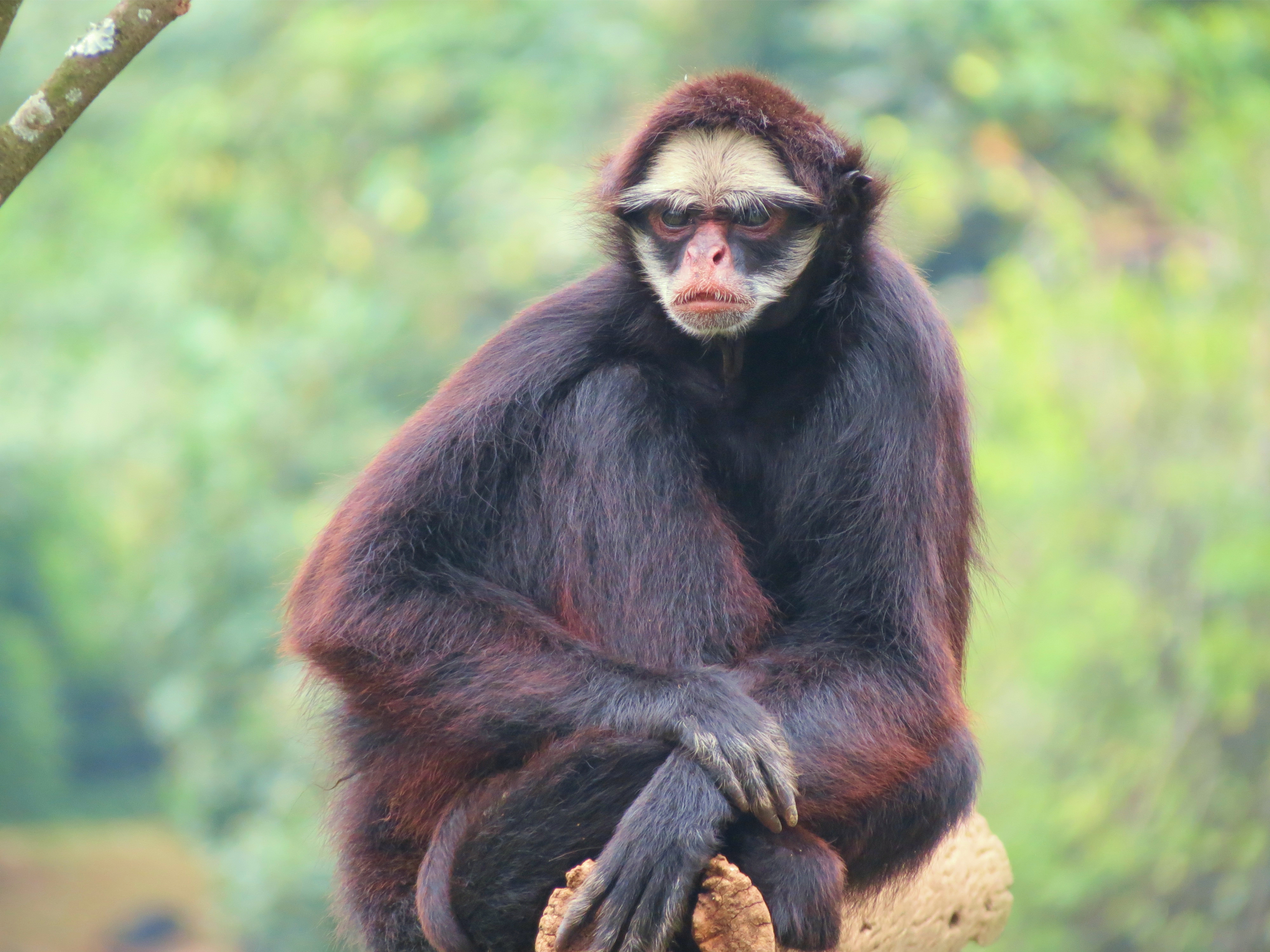 File:Macaco-aranha-cara-vermelha.jpg - Wikimedia Commons