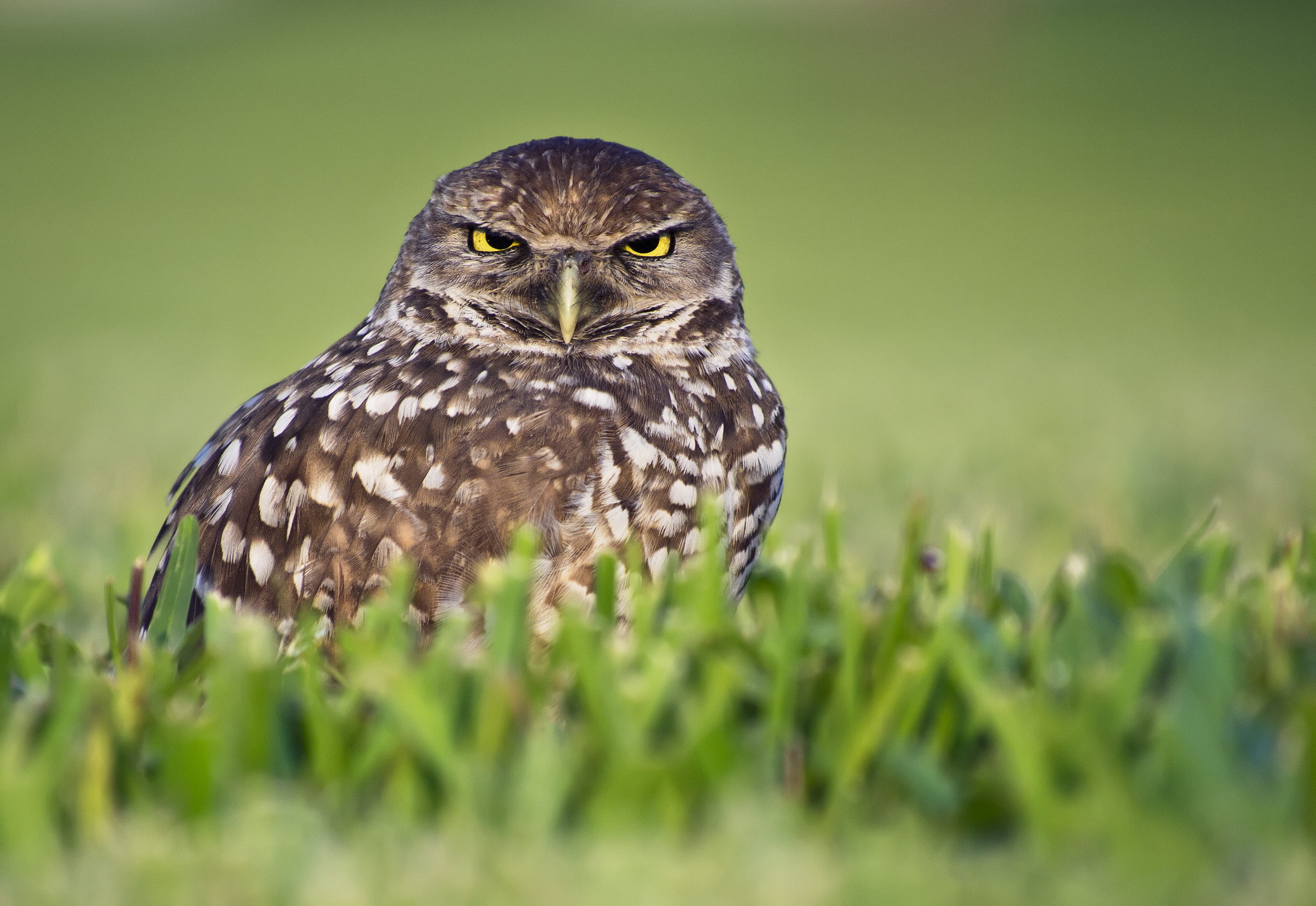 cute burrowing owls