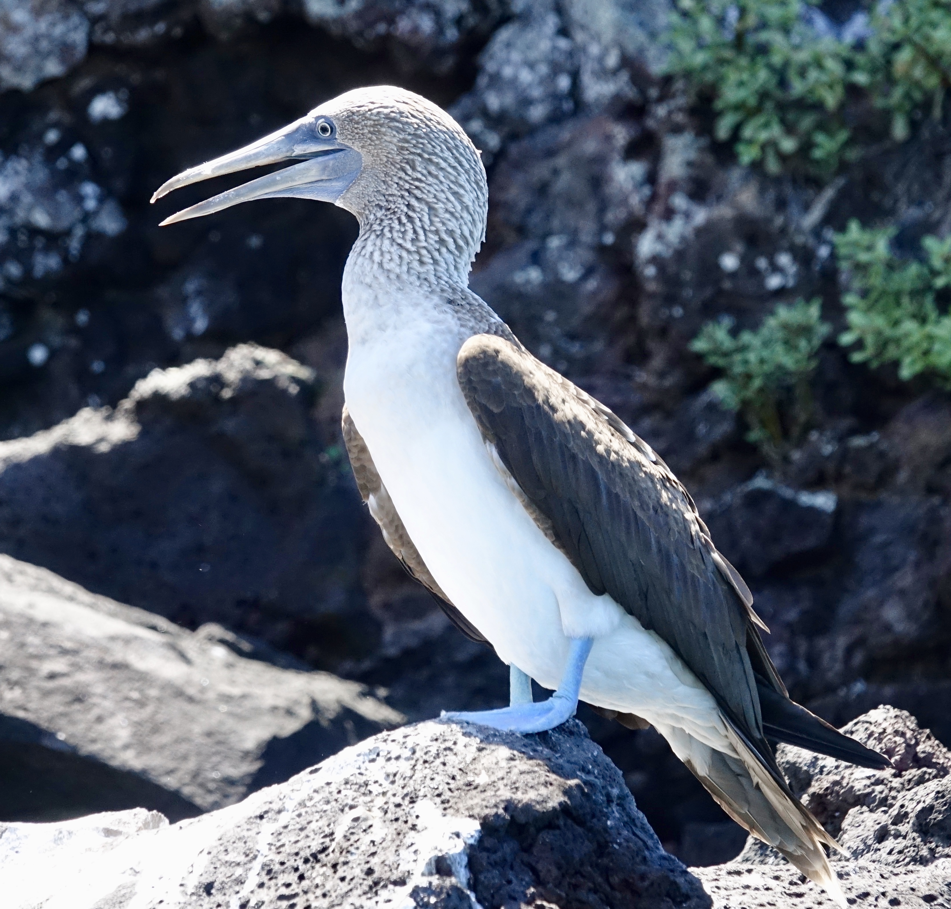 Beautiful Blue-footed Booby bird pair walking together Stock Photo - Alamy