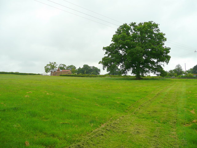 File:Brand Oak - geograph.org.uk - 859192.jpg