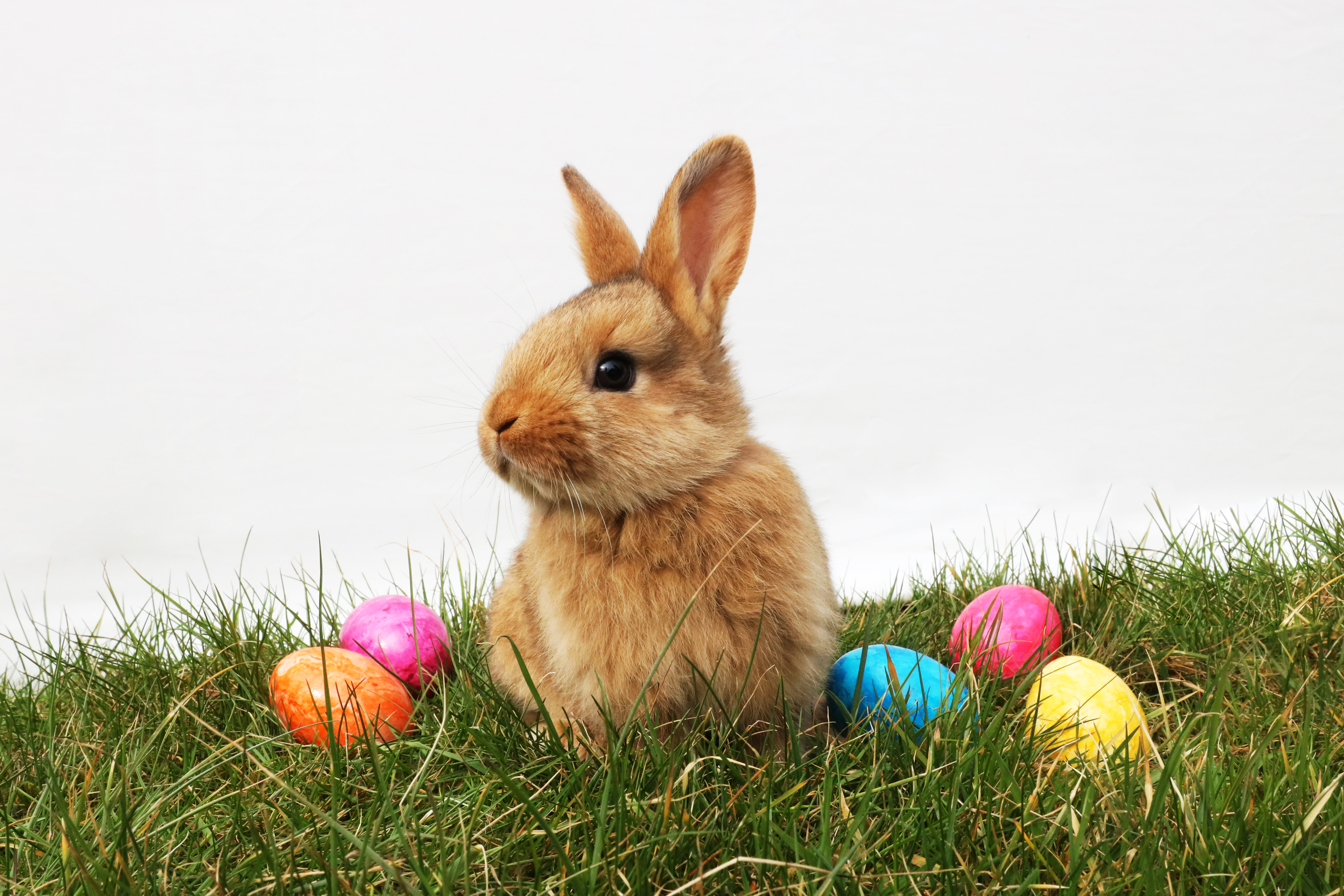 Bunny with eggs in Easter.jpg. 