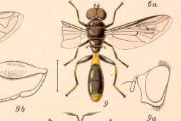 <i>Chalcosyrphus pauxilla</i> Species of fly