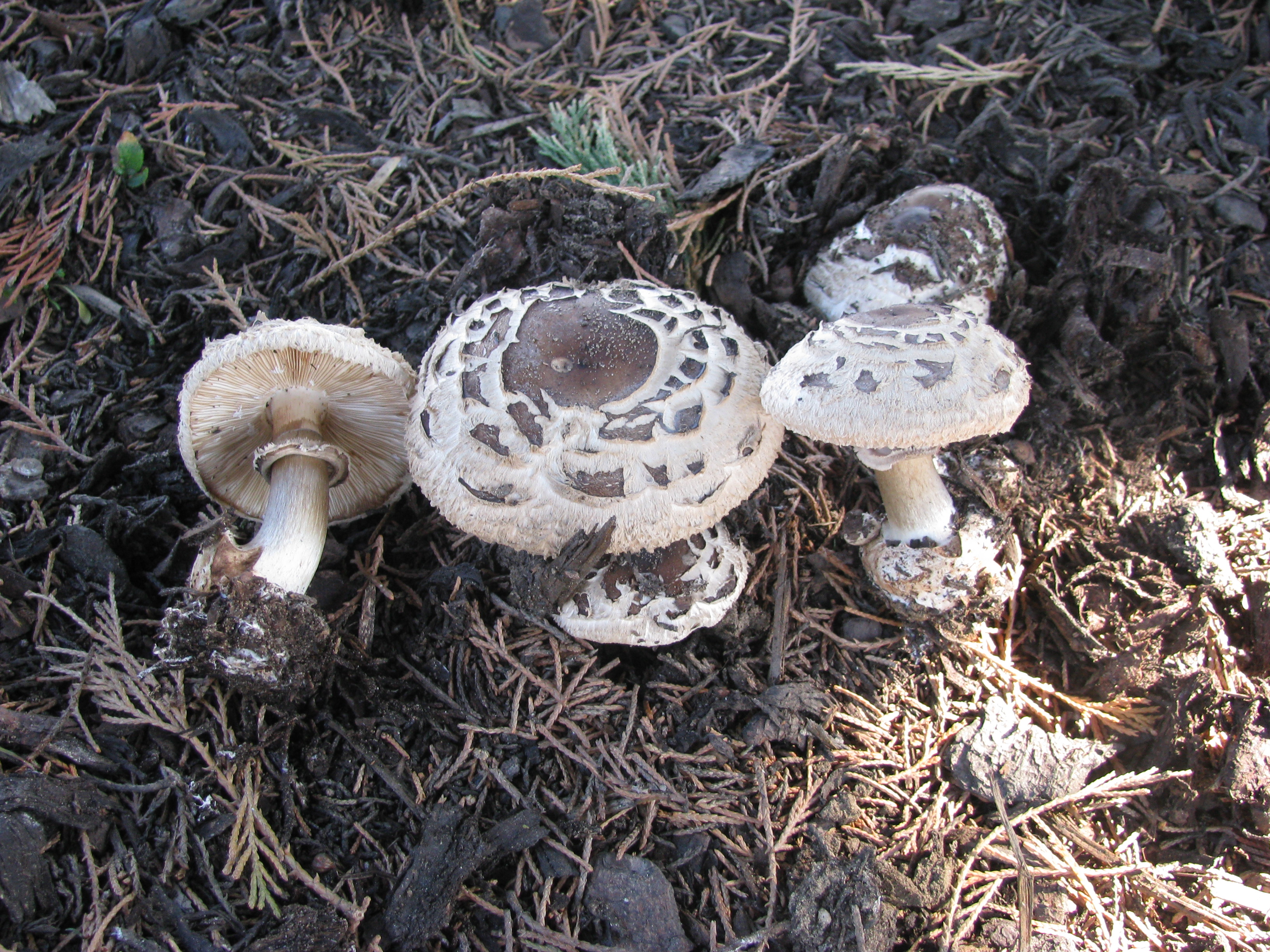 Хлорофиллум коричневый (Chlorophyllum brunneum) — съедобен