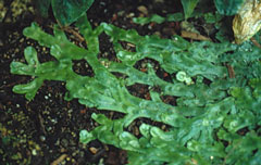 <i>Conocephalum conicum</i> Species of liverwort