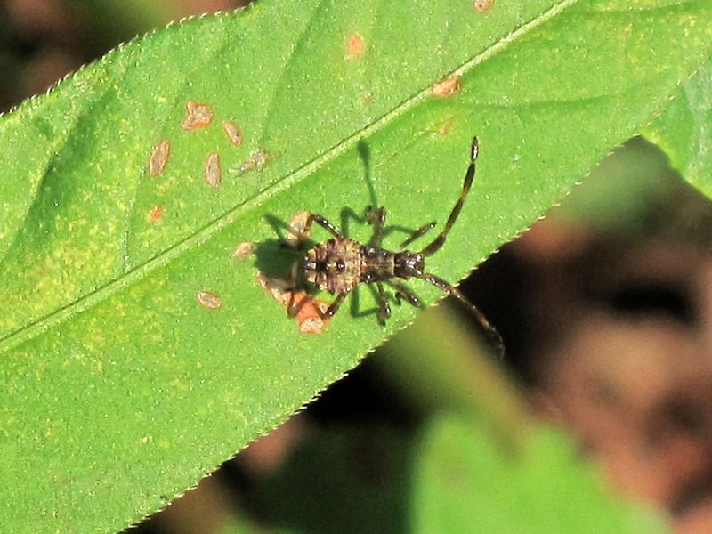 File:Coreus marginatus (Coreidae sp.) nymph, Nijmegen, the Netherlands.jpg