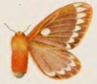 <i>Cotana joiceyi</i> Species of moth