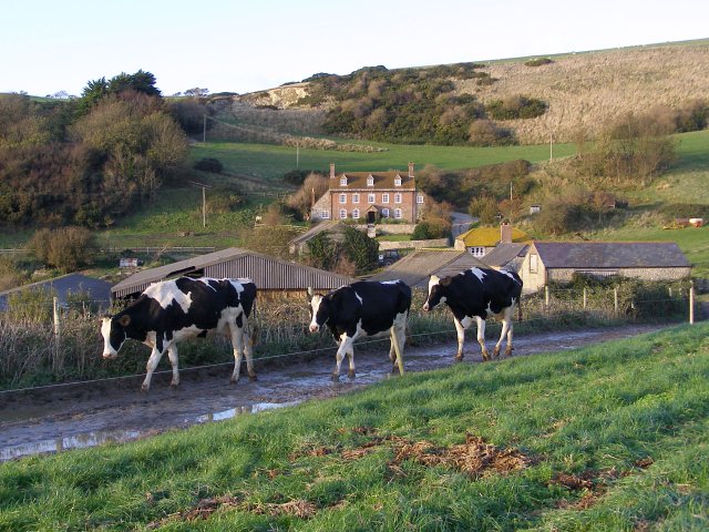 File:Cows near South Down Farm, Ringstead - geograph.org.uk - 266958.jpg