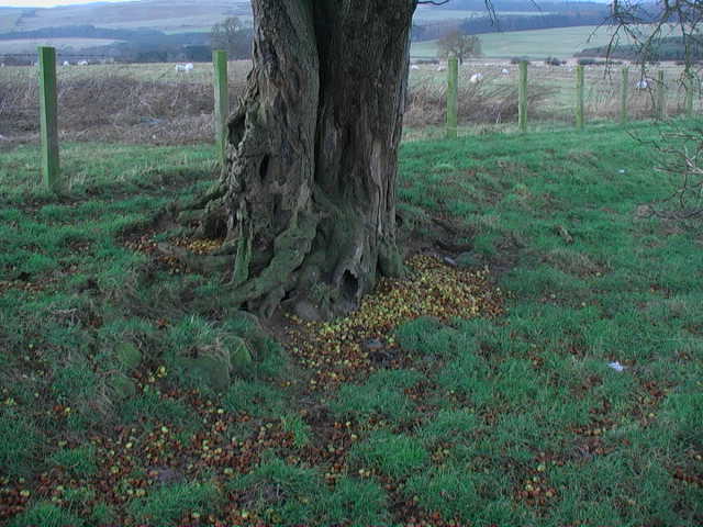 File:Crab apples in winter store on Moorlaws trackside - geograph.org.uk - 1088391.jpg