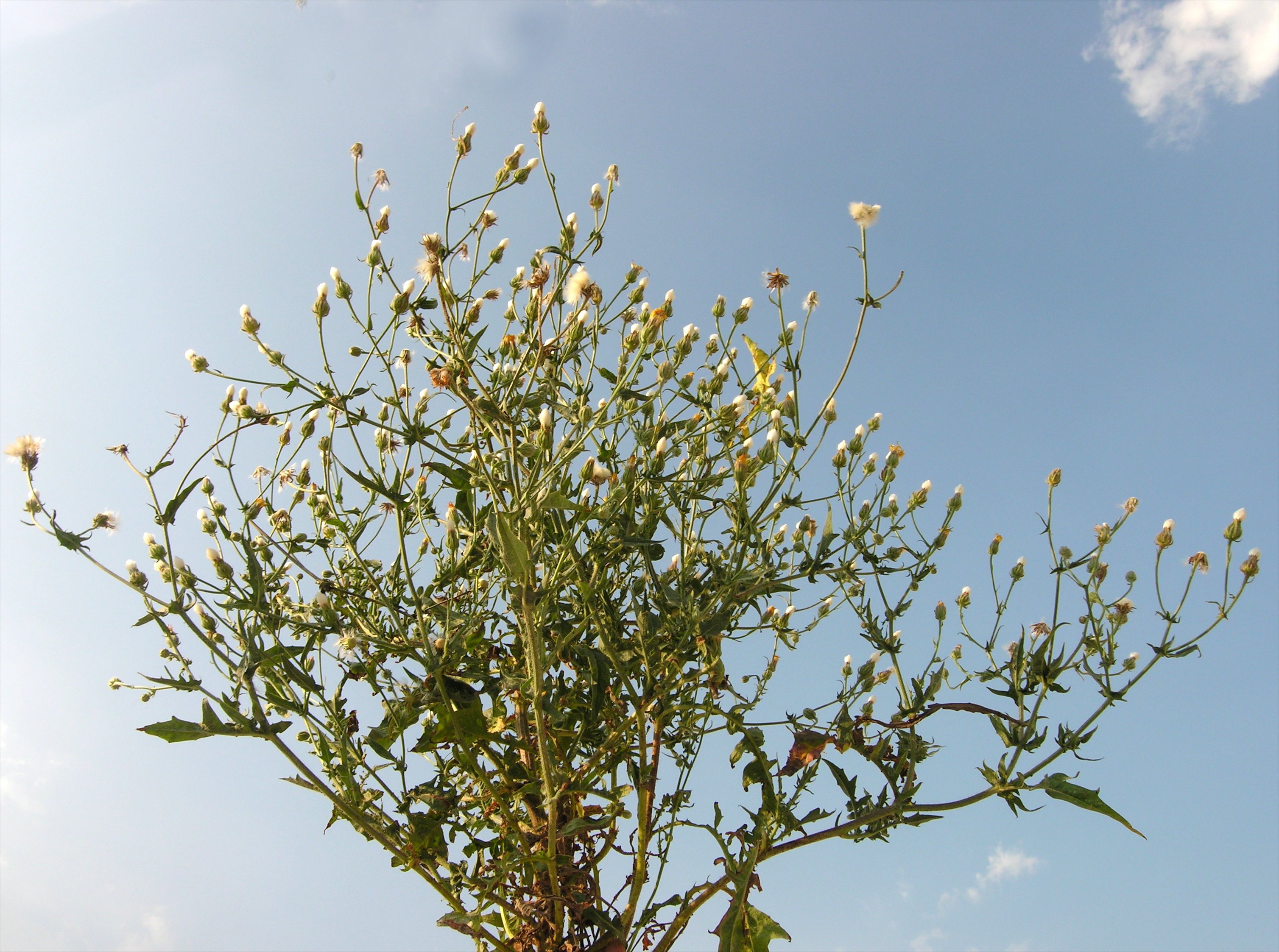 Plant 20. Crepis foetida. Anagyris foetida. Crepis pygmaea.