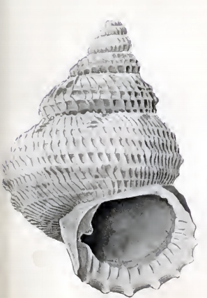 <i>Danilia telebathia</i> Species of gastropod