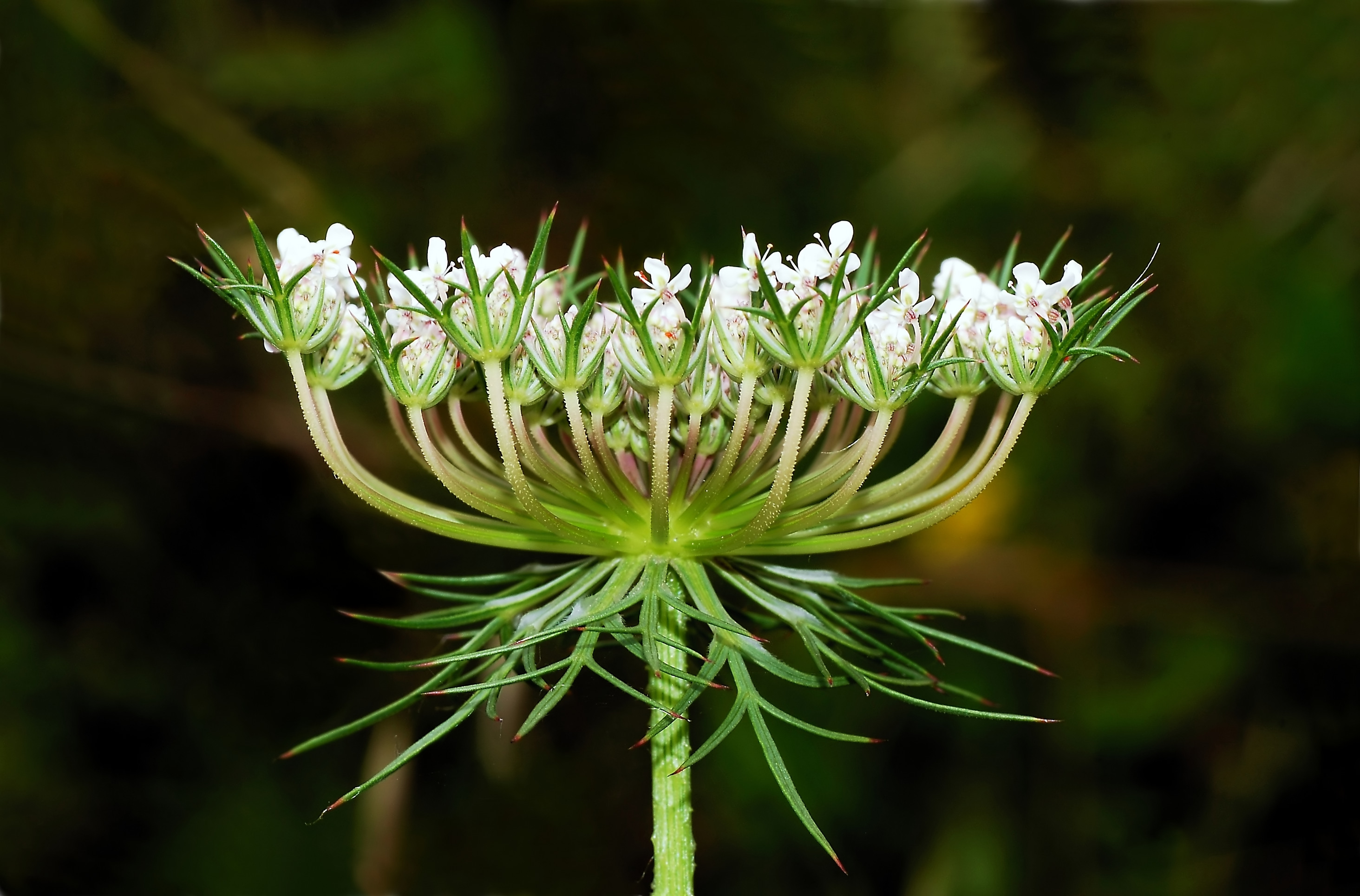 Queen Anne's lace, Daucus Carota