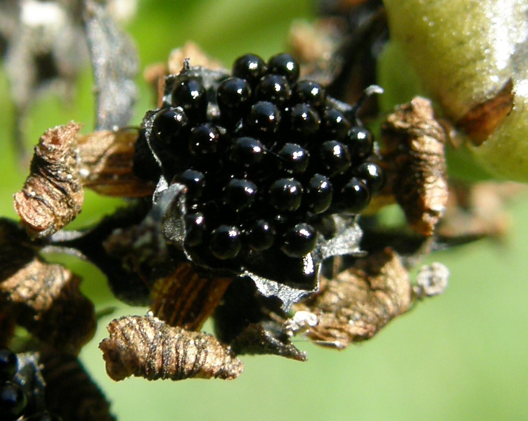 File:Fruit fly trap.jpg - Wikipedia